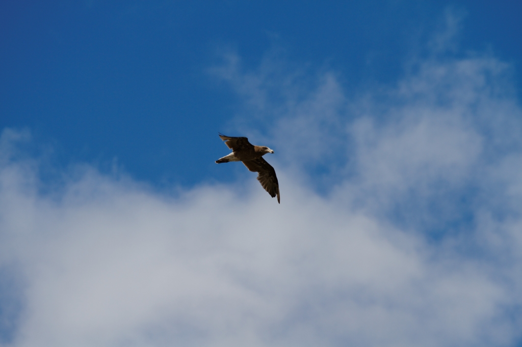 02 - Tamar island (7).jpg